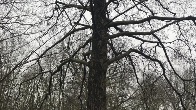 ‘Het Is Simpel’ Zegt De Boom